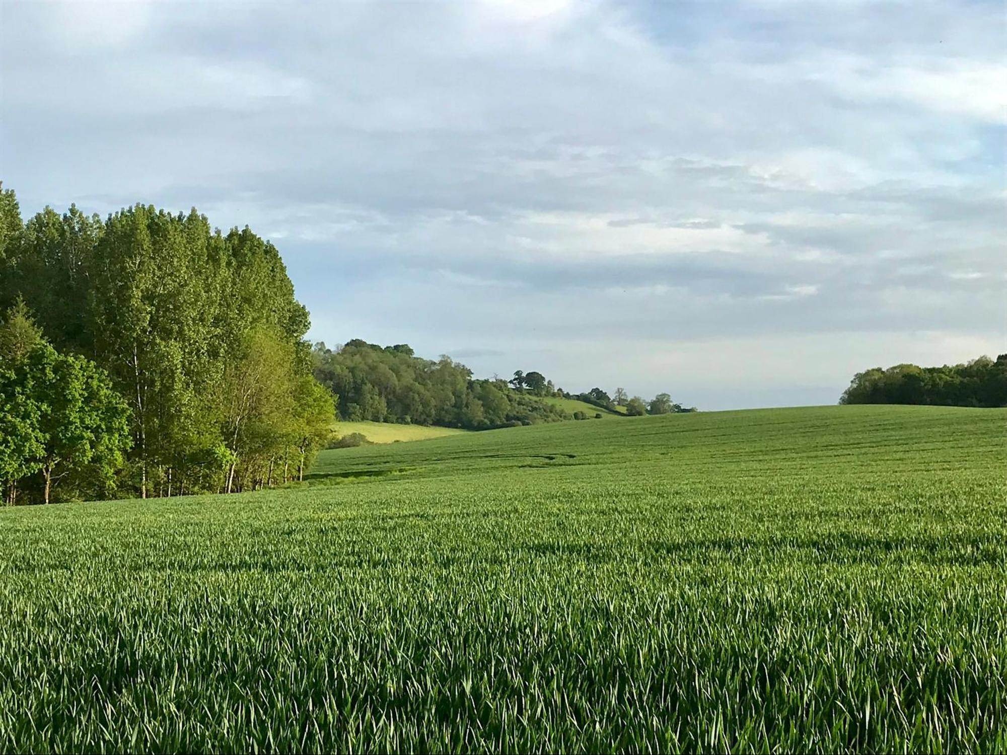 Leverets - Squirrel Lane Ludlow