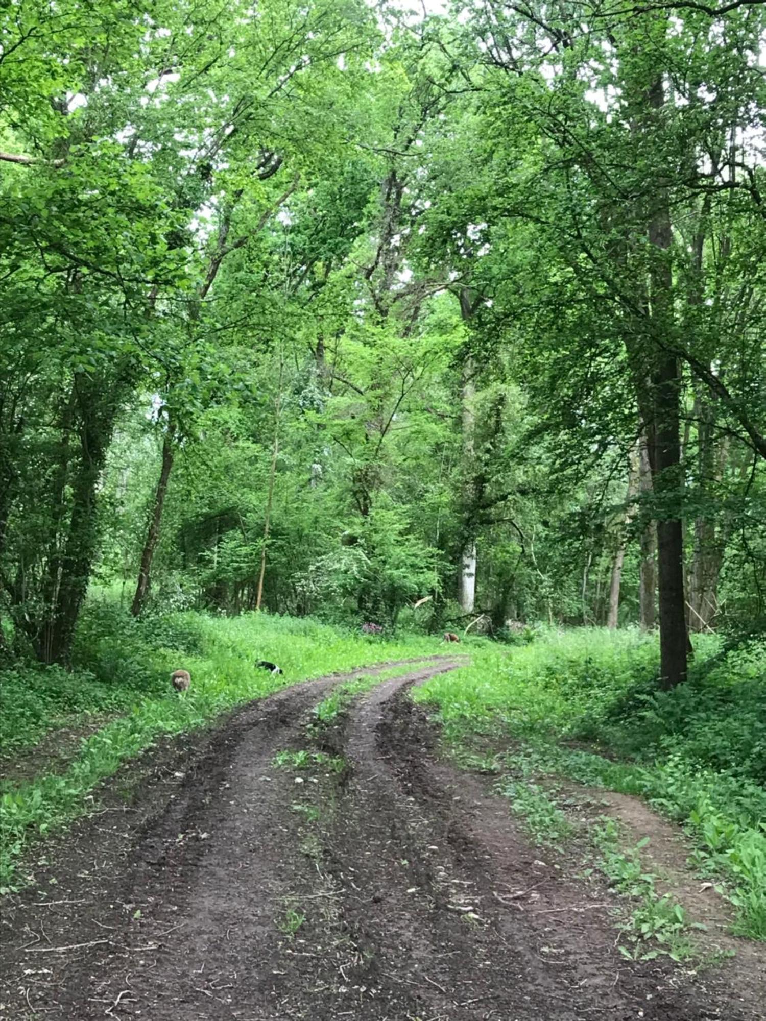 Leverets - Squirrel Lane